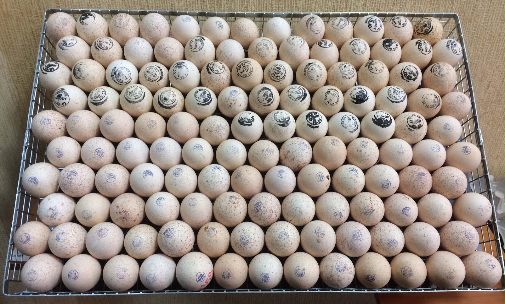 Купить яйцо инкубационное в нижегородской. Инкубационное яйцо бройлера Росс 308. АРБОР Эйкерз инкубационное яйцо. Грейд мейкер инкубационное яйцо. Инкубационное яйцо индюшки.