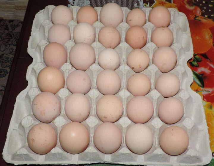 Купить яйцо инкубационное липецкая. Росс 308 яйцо. Инкубационное яйцо Росс 308. Hub 1007011 яйцо инкубационное. Яйца инкубационное cz8000.
